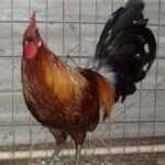 Brown Breasted Brown Red Old English Game Fowl Standard Rooster