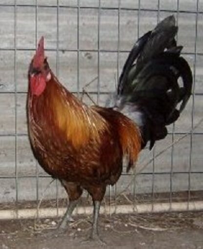 Brown Breasted Brown Red Old English Game Fowl Standard Rooster