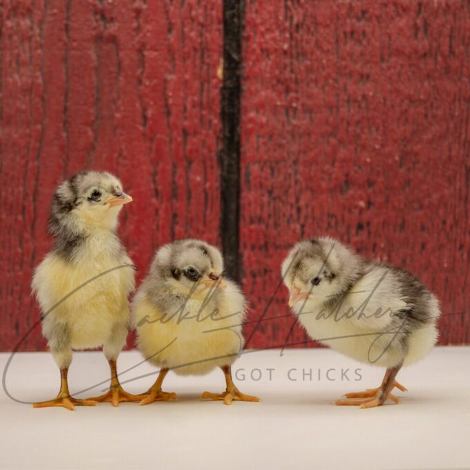 Blue Standard Old English - Image 3