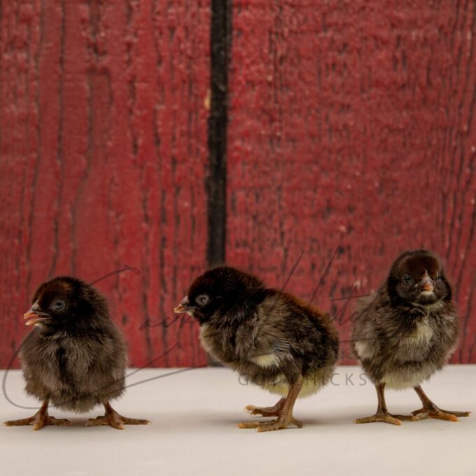 Brown Breasted Brown Red Standard Old English - Image 3