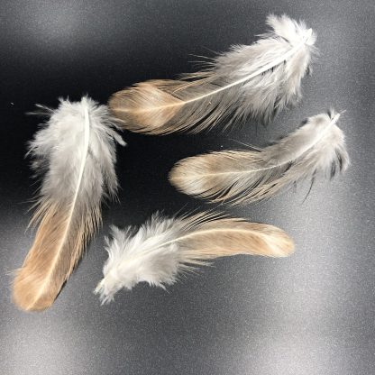 CRELE OE STD FEATHERS