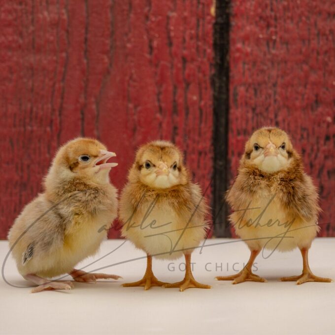 Crele Standard Old English - Image 3