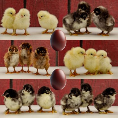 Dark Brown Egg Female Surplus - Image 2