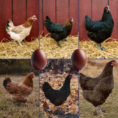 Dark Brown Egg Female Surplus