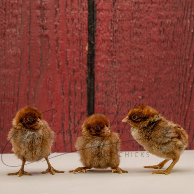 Ginger Red Standard Old English - Image 3