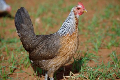 Silver Duckwing Jungle Fowl Old English Standard