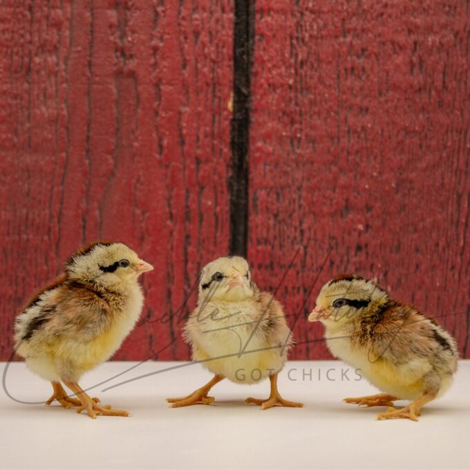 Silver Duckwing Jungle Fowl Standard Old English - Image 3