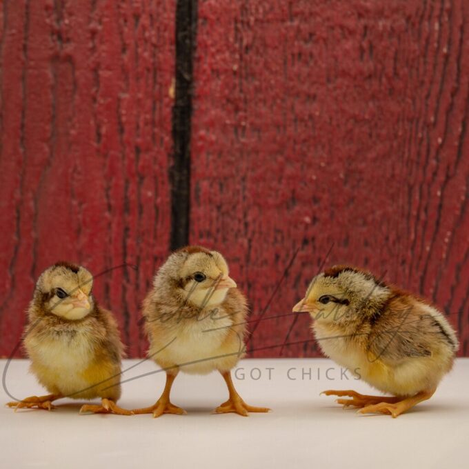 Silver Duckwing Standard Old English - Image 3