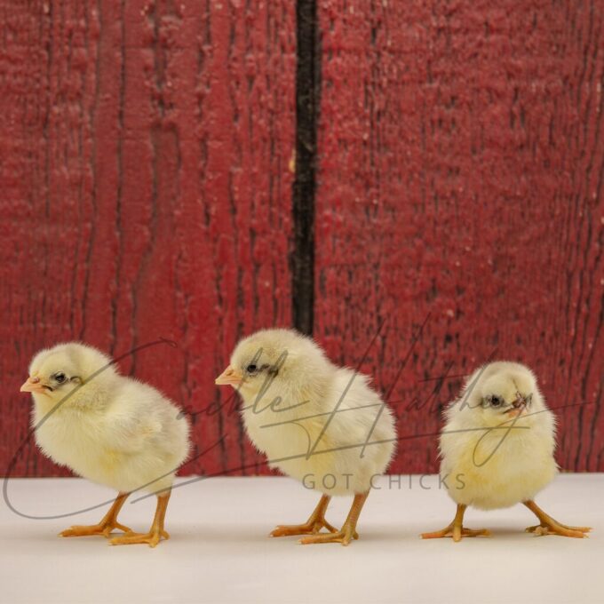 Splash Standard Old English - Image 3