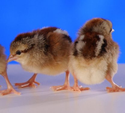 Day Old Silver Duckwing Old English Game Fowl Standard Chicks