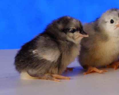 Day Old Blue Standard Old English Chicks