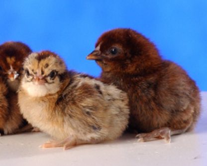 Day Old Ginger Red Standard Old English Chickens