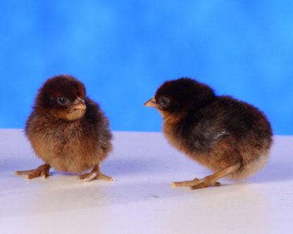 Day Old Brown Breasted Brown Red Old English Game Fowl Standard