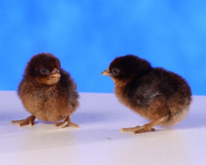 Day Old Brown Breasted Brown Red Old English Game Fowl Standard