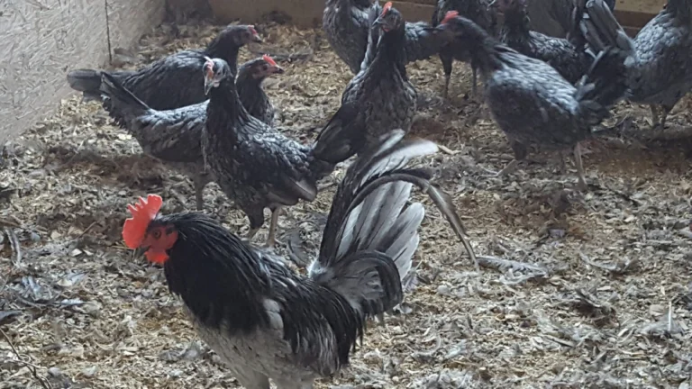 稀少◆1930年代製 Life-Long 6角ゴールドペンシル イギリス◆ Blue Standard Old English Chickens | Cackle Hatchery®