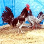 Blue Standard Old English Chickens