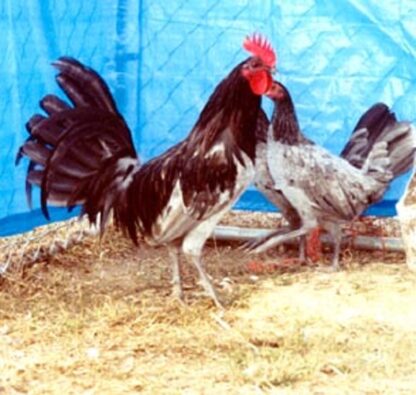 Blue Standard Old English Chickens