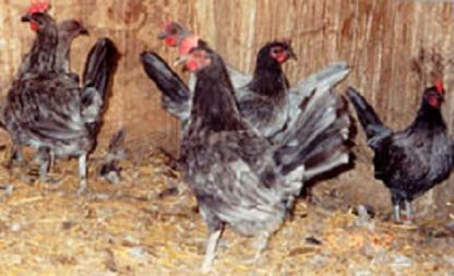 Blue Standard Old English Chickens