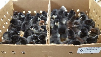 Baby Brown Breasted Brown Red Standard Old English Chickens