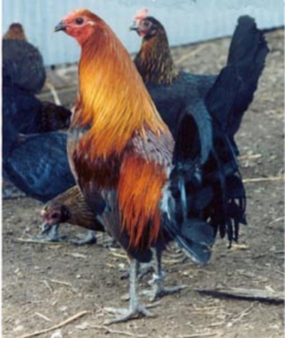 Brown Breasted Brown Red Old English Game Fowl Standard Rooster and Hen