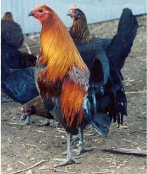 Brown Breasted Brown Red Standard Old English | Cackle Hatchery®
