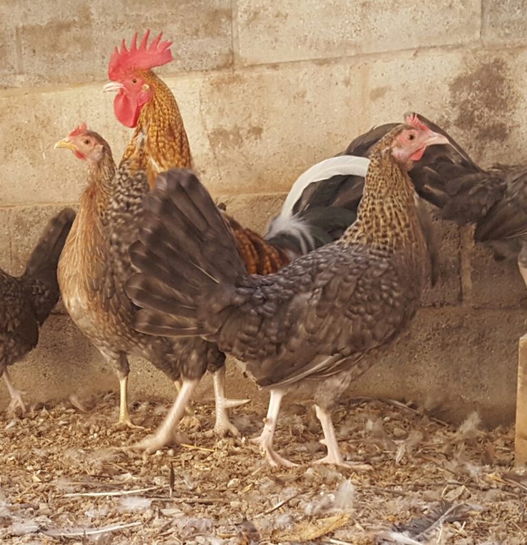 Crele Old English Game Fowl Standard Chicken