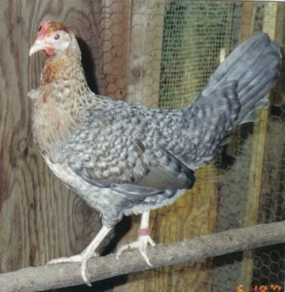 Crele Old English Game Fowl Standard Chicken Hen