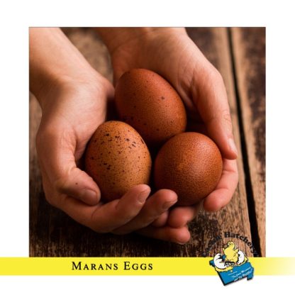 Dark Brown Egg Pullet Surplus Eggs