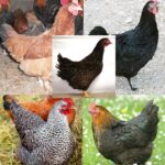 Dark Brown Egg Pullet Surplus For Sale