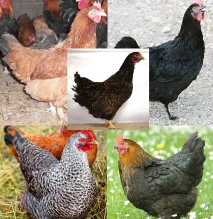 Dark Brown Egg Pullet Surplus For Sale