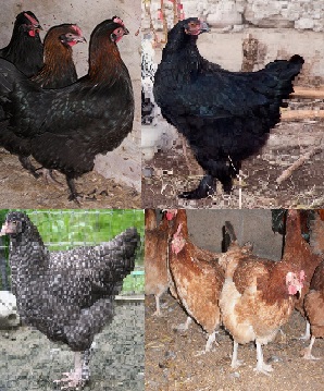 French Marans Pullet Surplus