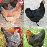 French Marans Pullet Surplus For Sale