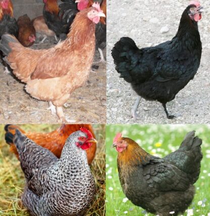 French Marans Pullet Surplus For Sale