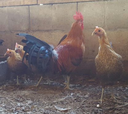 Ginger Red Standard Old English Chickens