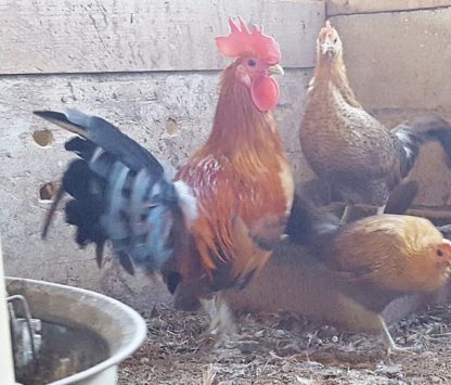 Ginger Red Standard Old English Chickens