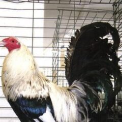 Silver Duckwing Old English Game Fowl Standard Chicken Rooster