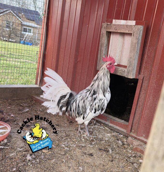 Splash Standard Old English - Image 5