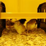 EcoGlow 20 Chick Brooder-0