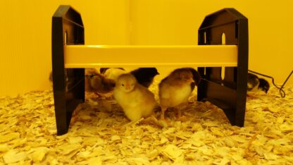 EcoGlow 20 Chick Brooder-0