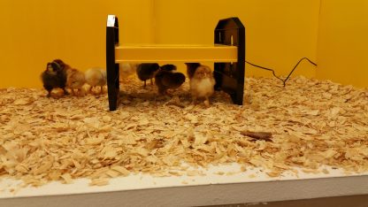 EcoGlow 20 Chick Brooder-4848