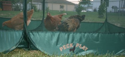Peck and Play-4980
