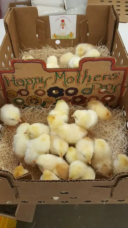 thumbnail image 2 of 20 Pack Horizon Quail Nesting Boxes – Baby Chick Shippers With FREE Shipping (Made In USA) 2 of 5