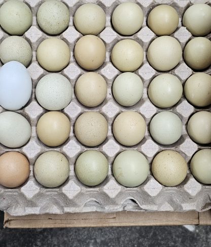 Various colors of eggs from Olive Eggers