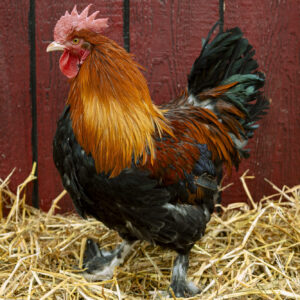 French Wheaten Marans Chicken