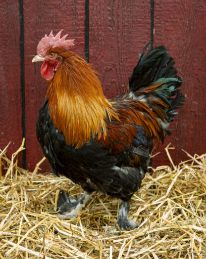 French Wheaten Marans Chicken