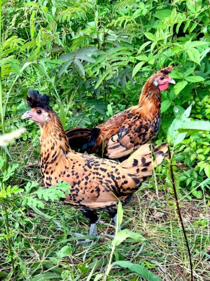 Golden Spangled Appenzeller Spitzhauben Chicken