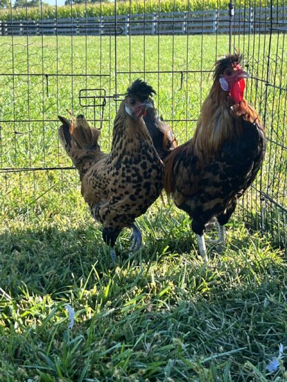 Golden Spangled Appenzeller Spitzhauben Chicken