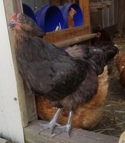 Black Ameraucana Chicken