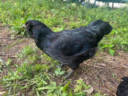 Black Ameraucana Chicken