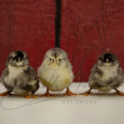 Black Ameraucana Chicken - Image 3